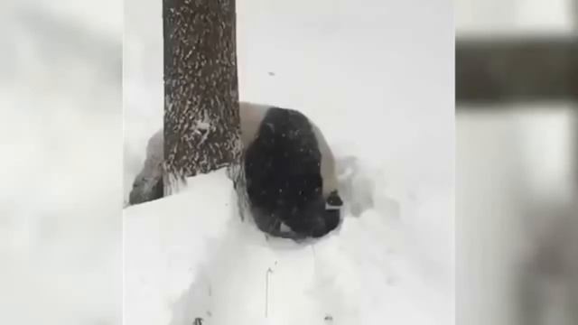Панда купается в снегу,панда радуется первому снегу в США l Panda bathing in snow