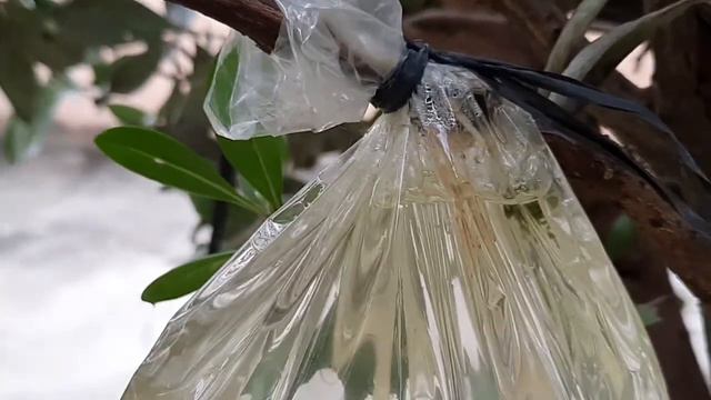 Part 2: How to Propagate Silver Buttonwood Tree | Paano Magparami ng Conocarpus Erectus