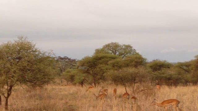 jumping impala antelopes in Tarangire