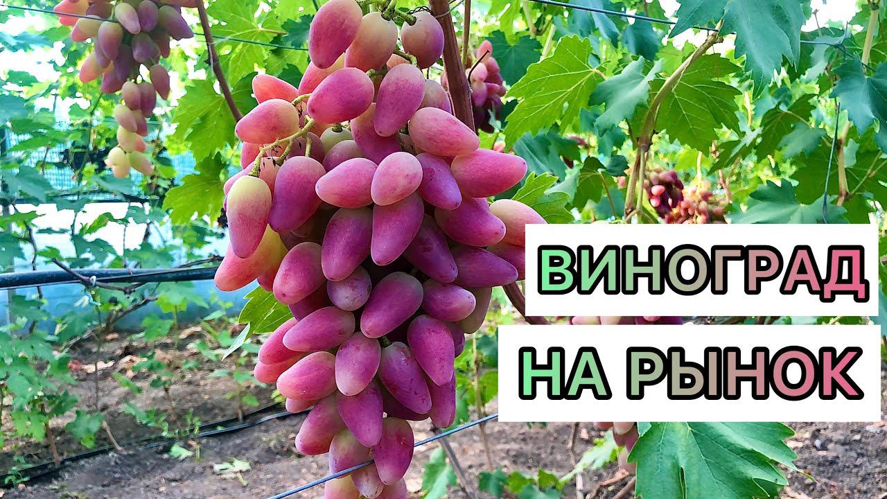 Виноград на рынок 25.07.21.