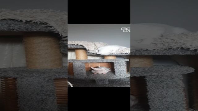 Игры кота Ориона
