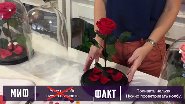 Роза в колбе:  мифы и факты о неувядающем цветке