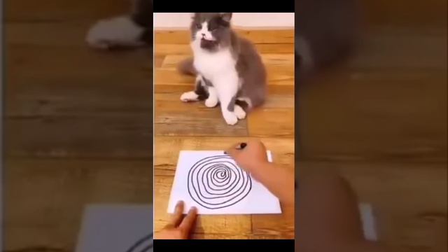 Hypnosis for a cat