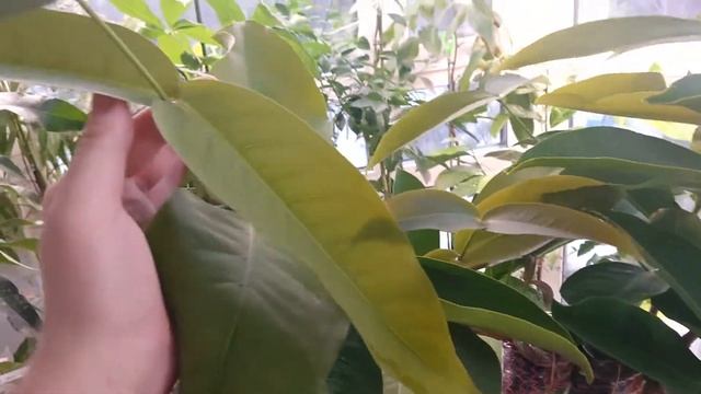 Сизигиум самарангенскии на автополиве