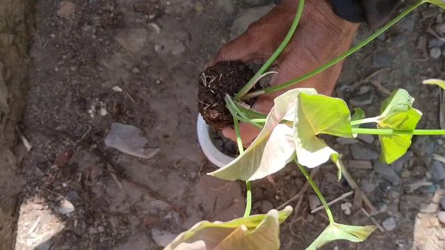 Tanaman Hias Syngonium Pink Neon Robusta #tanamanhias #tanamanhiasmurah #arushafarm