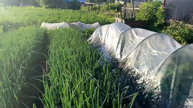 Влог: Суп из ботвы свеклы и моркови / Не зря муж картошку из погреба принёс / Вечерние разговоры