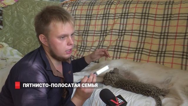 Пятнисто-полосатая семья