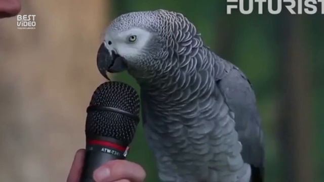 Самый умный попугай в мире