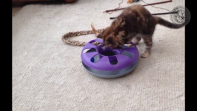 ПРИКОЛЫ 2017 с животными. Смешные Коты, Собаки, Попугаи // Funny Dogs Cats Compilation. Май №99