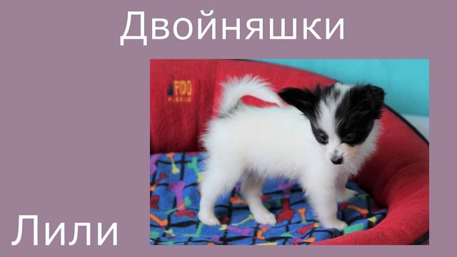 Щенки папийона (папильона) Марса и Притти, родились 20 апреля 2022г.