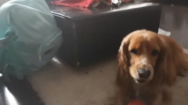 СНИМАЮ ЛИЛИ МОЯ САБАКА