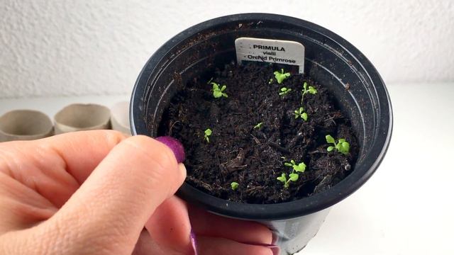Zaaien lage afrikaantjes, petunia's, zonnebloemen, coleus en meer