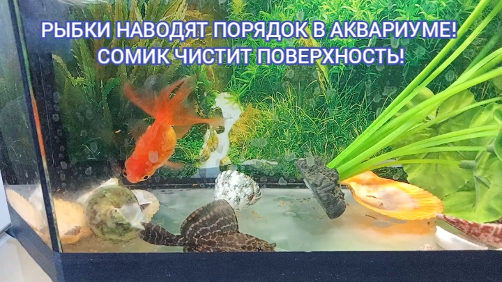 Пришла весна! Рыбки наводят порядок в аквариуме! Субботник в аквариуме!
