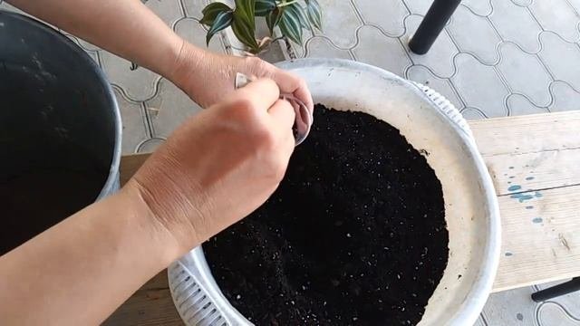 Комнатные цветы . Посадки  пересадки  эписции .