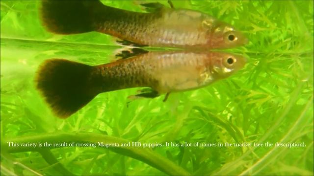 Shakthi Batik Guppy (HB Magenta Roundtail) - Newcomers from Israel ᴴᴰ