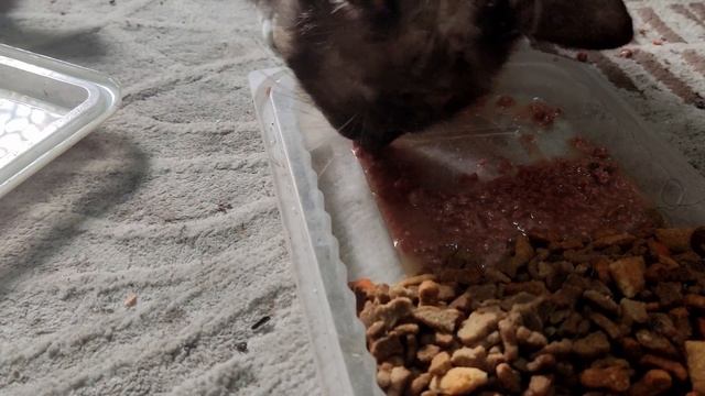 Cat Rescue: We Found This Abandoned Sick Cat And We Rescued Him