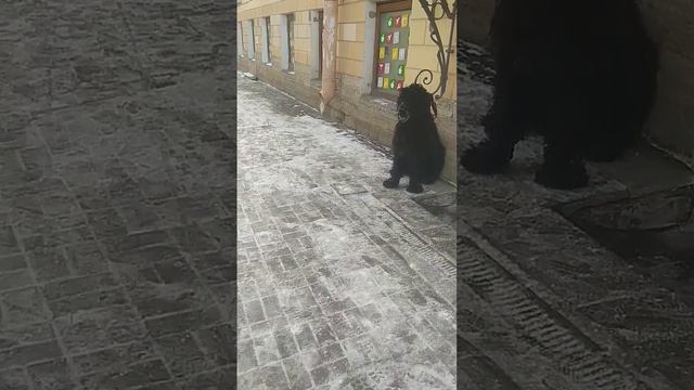What big dog?😱😍😍