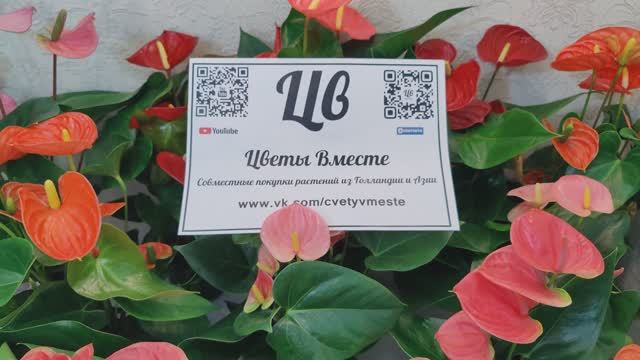 Антуриум / Anthurium, Фаленопсис / Phalaenopsis - Новое поступление растений из Голландии 27.04.2022