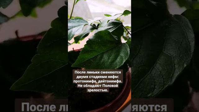 Как распознать паутинного клеща на комнатных растениях..