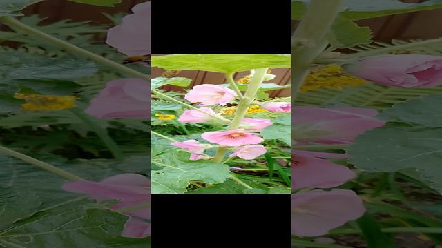 Цветут на даче красивые цветы в саду на клумбе: Мальва - шток-роза. Интересный факт про мальву !