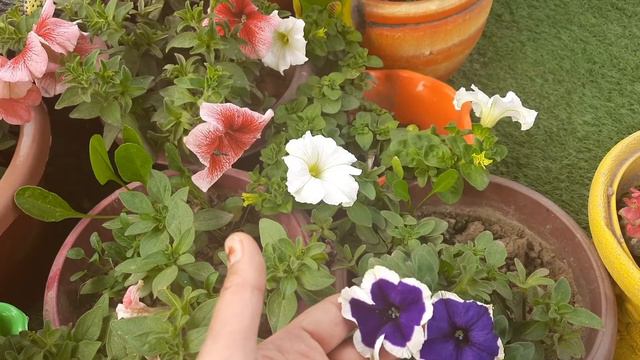care of petunia. petunia beautiful winter flower. care of petunia. petunia flower in hanging basket