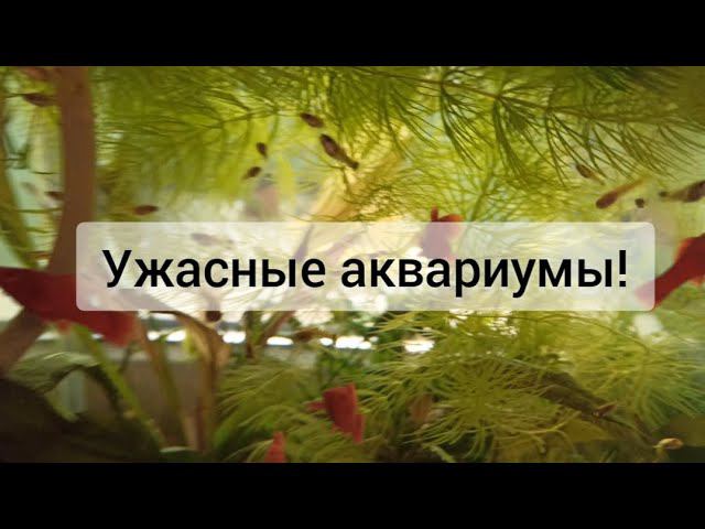 Хейтеры. Мнение "экспертов" из интернета. И мои ужасные аквариумы