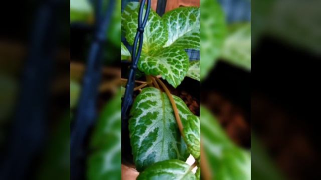 Episcia plant collection.