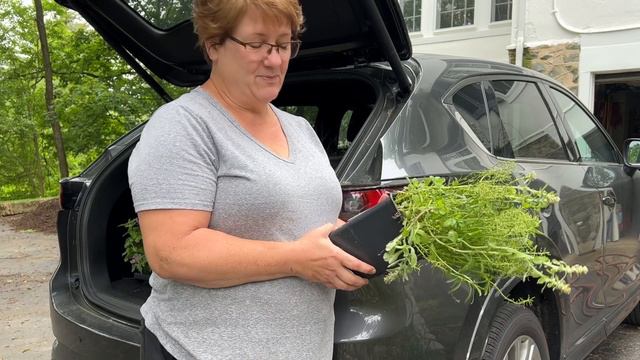 Lowe's Plant Haul - May 26, 2022 - 🌸💸🌺