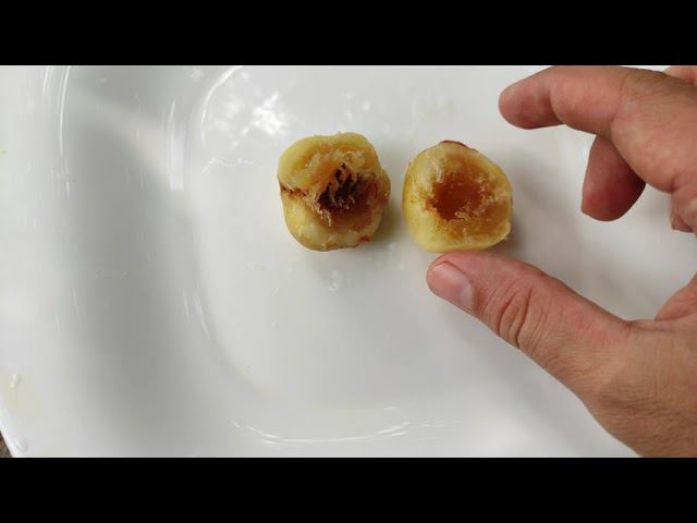 Дегустация персика (Московский карлик)