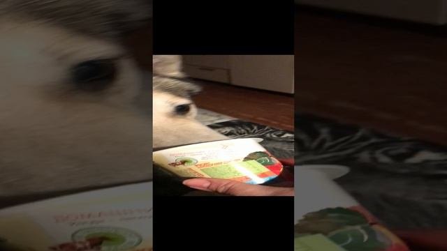 Легкий собачий ужин