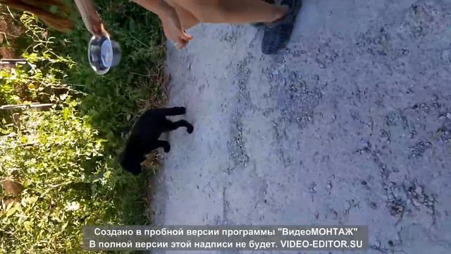 Щенок лабрадора "Чак".Первый день у нас.