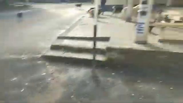 Стая бездомных собак в Кисловодске