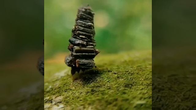 На этом видео показано ещё одно удивительное чудо природы, которое является гусеницей бабочек меш...