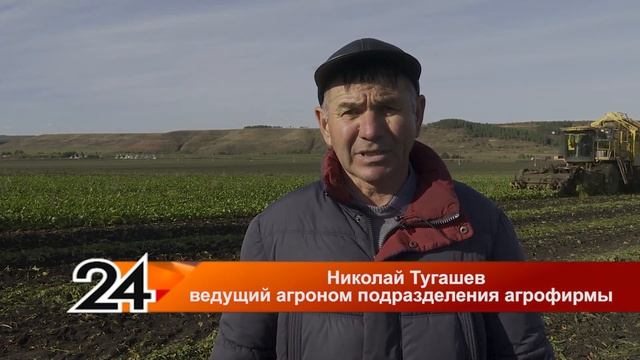 В Заинском районе ударными темпами ведется уборка сахарной свеклы