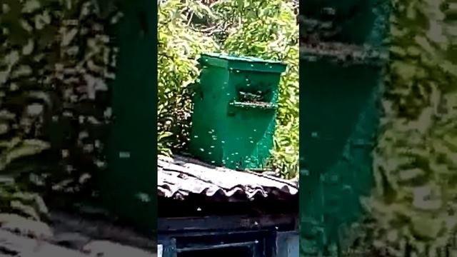 Как залетает рой пчел 30.05.2022.