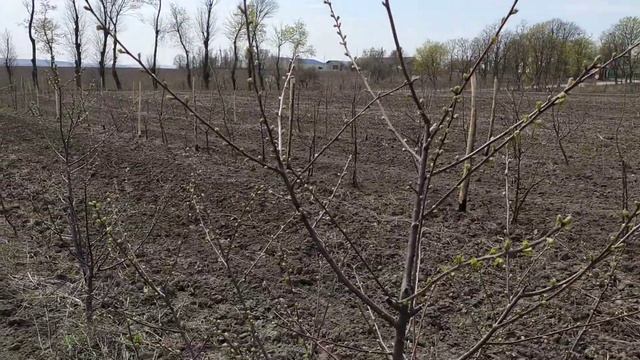 черешни и дюки на подвое колт