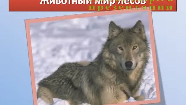 Презентация Животный мир России