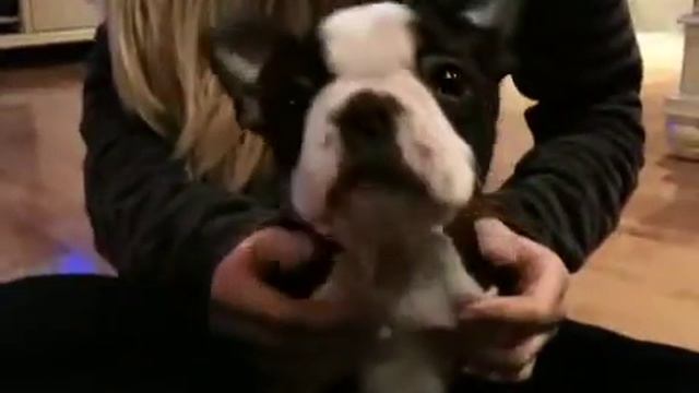 Boston terrier puppy