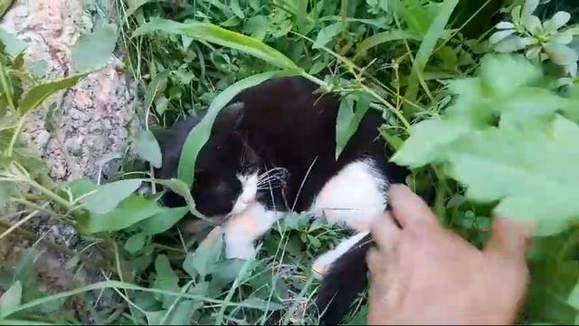 Кот Макс забился в траву от жары.