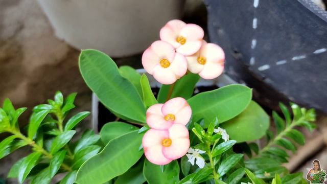 Coronas de Cristo y sus Espectaculares Flores