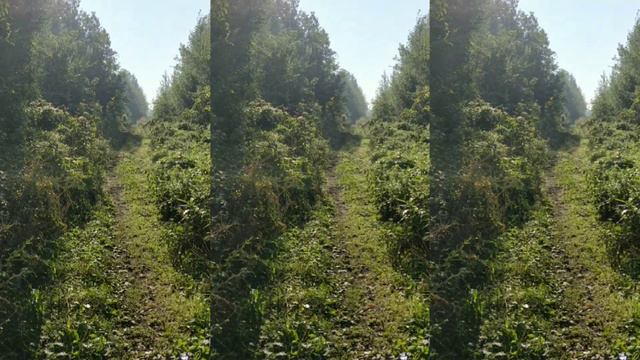 Мой Бали 🌳 за воротами дома, Урал)