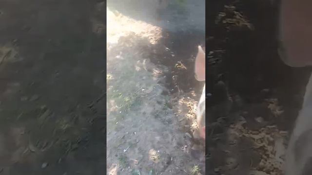 Разговоры поросят!Поросята в грязи!Принимают ванну!Жизнь в деревне и на хуторе