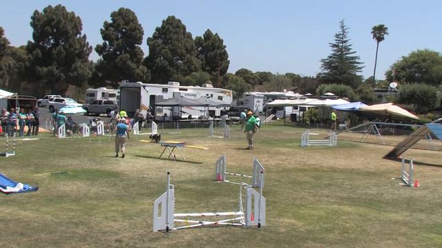 Agility, Good enough for a Q, AKC Novice Standard, English Toy Spaniel, Fox Hollow's Mr. Bennett