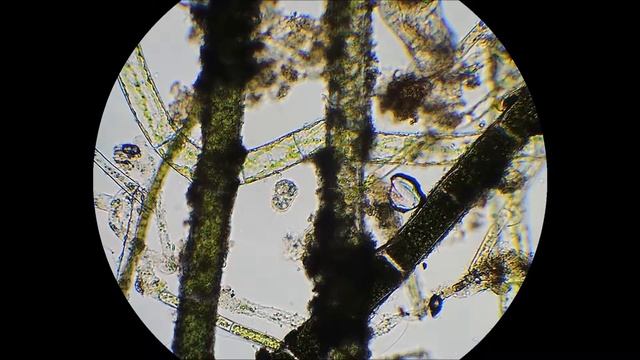 Солнечник поглощает инфузорию и амёбу. 150х. Скорость фильма 8х.
