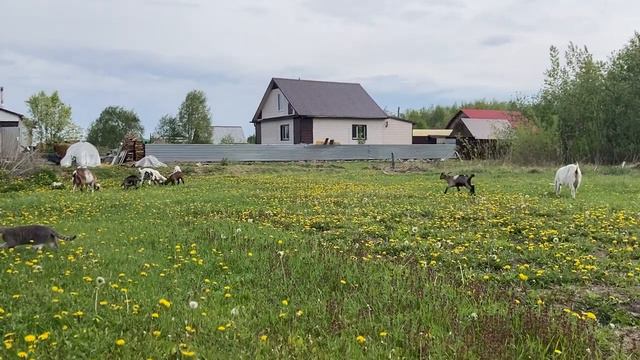 Клип на песню "Матушка земля"