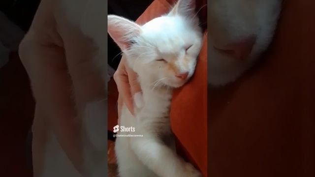 #cat #егэ2025.mp4