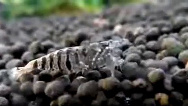 Zebra shrimp Caridina cf babaulti 'Stripes'