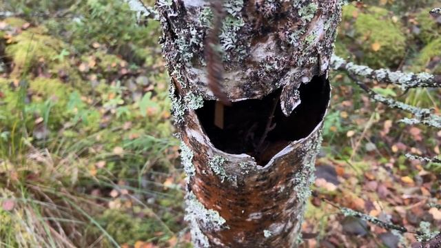   В ярославский лес за опятами чешуйчатка ч.1 4К