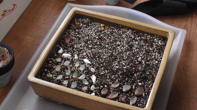 多肉植物・楽しみながら葉挿し・増やし方(Leaf cutting)【くまパン園芸】