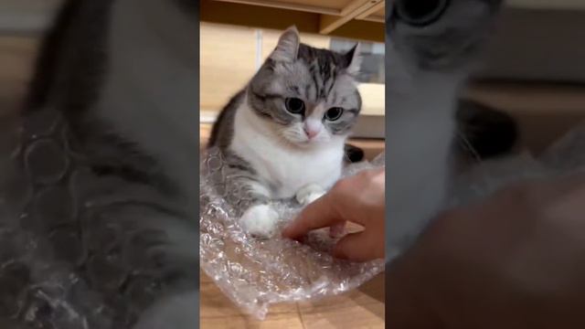 ничоси мили